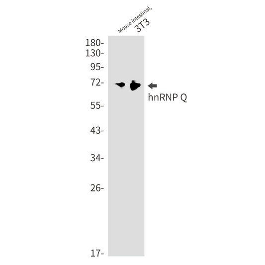 hnRNP Q Rabbit Monoclonal Antibody