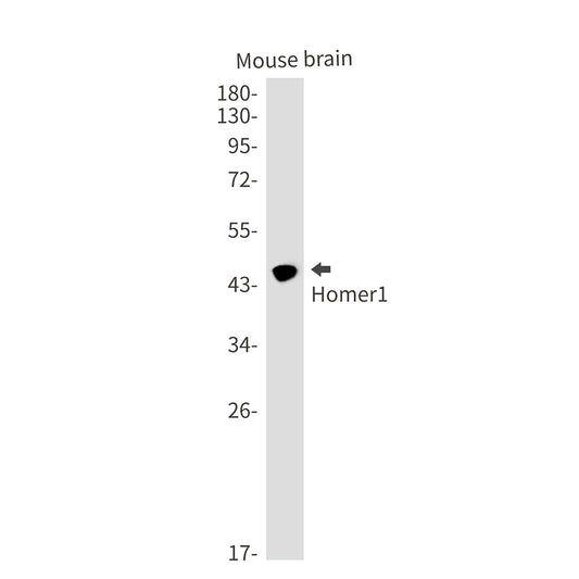 Homer1 Rabbit Monoclonal Antibody