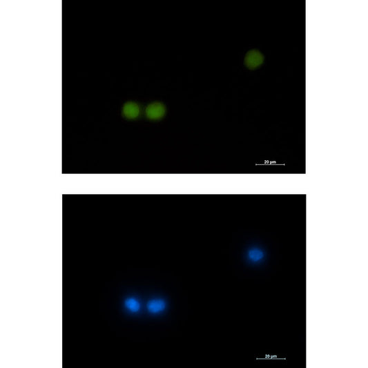 HOXB4 Rabbit Monoclonal Antibody