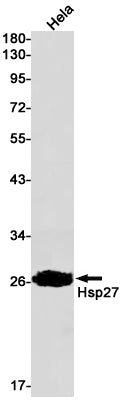 Hsp27 Rabbit Monoclonal Antibody