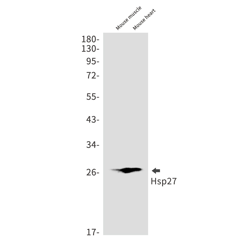 Hsp27 Rabbit Monoclonal Antibody