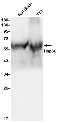 Hsp60 Rabbit Monoclonal Antibody
