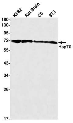 Hsp70 Rabbit Monoclonal Antibody