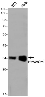 HtrA2 Rabbit Monoclonal Antibody