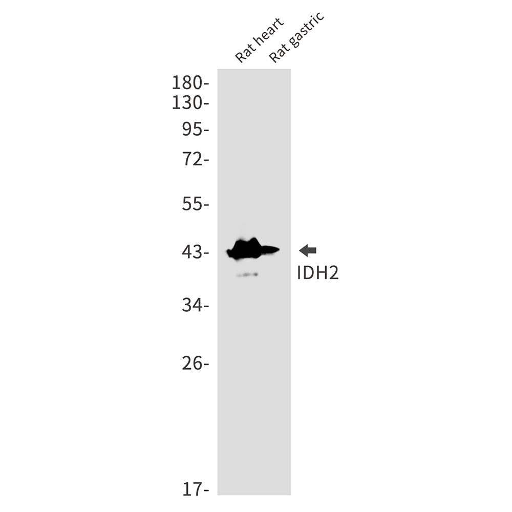 IDH2 Rabbit Monoclonal Antibody