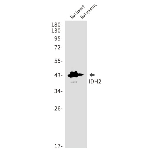 IDH2 Rabbit Monoclonal Antibody