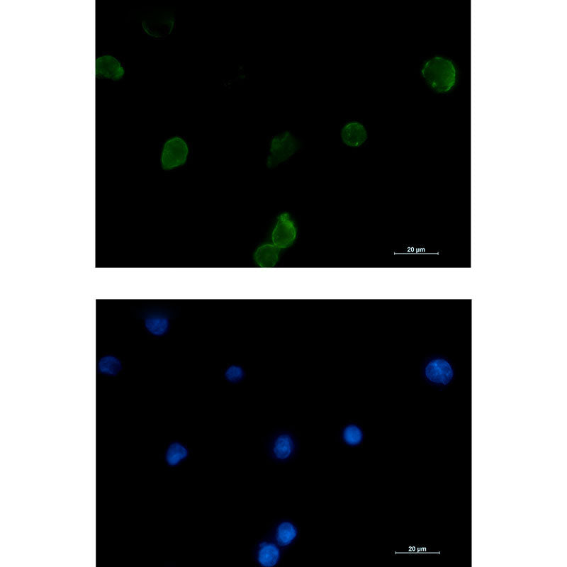 IFITM1 Rabbit Monoclonal Antibody