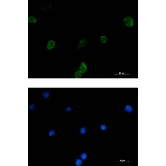 IFITM1 Rabbit Monoclonal Antibody