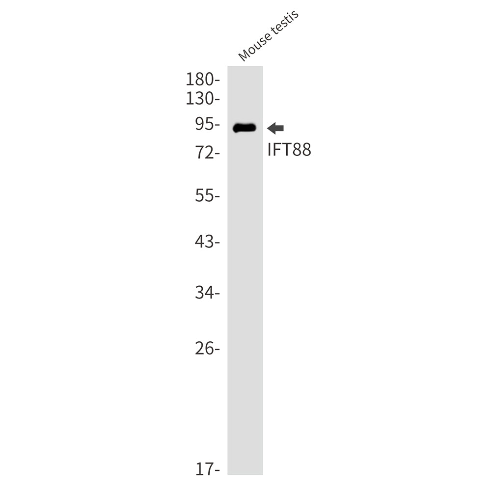 IFT88 Rabbit Monoclonal Antibody