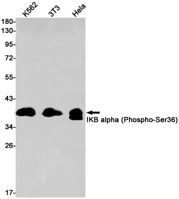 Phospho-IKB alpha (Ser36) Rabbit Monoclonal Antibody