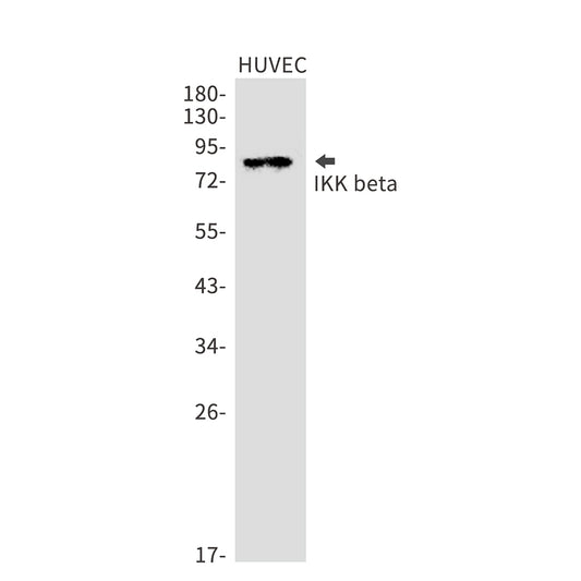 IKK beta Rabbit Monoclonal Antibody