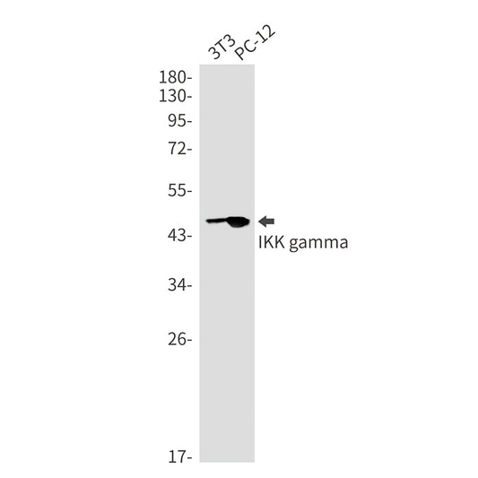 IKK gamma Rabbit Monoclonal Antibody