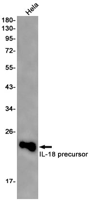 IL-18 Rabbit Monoclonal Antibody