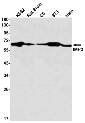 IMP3 Rabbit Monoclonal Antibody