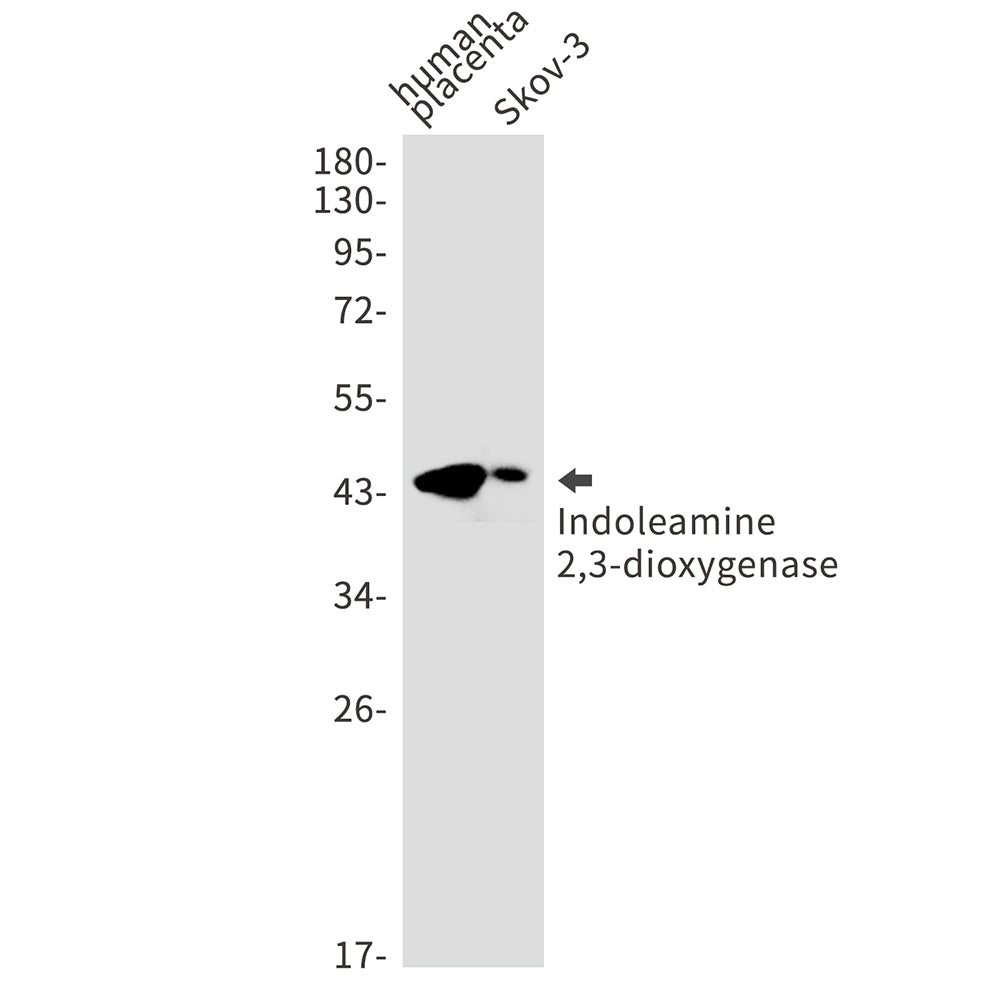 Indoleamine 2,3-dioxygenase Rabbit Monoclonal Antibody