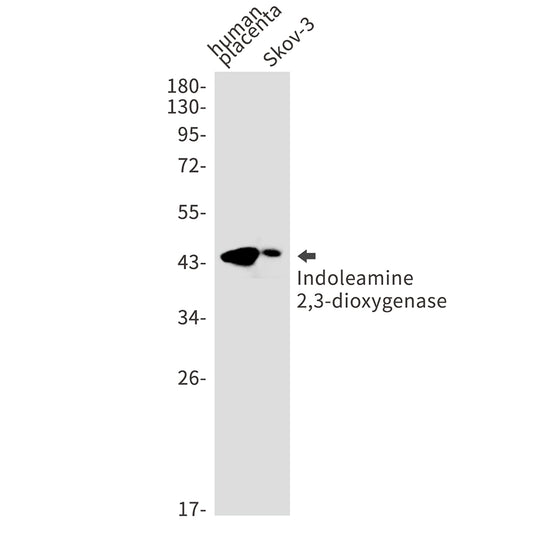 Indoleamine 2,3-dioxygenase Rabbit Monoclonal Antibody