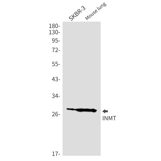 INMT Rabbit Monoclonal Antibody