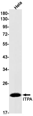 ITPA Rabbit Monoclonal Antibody