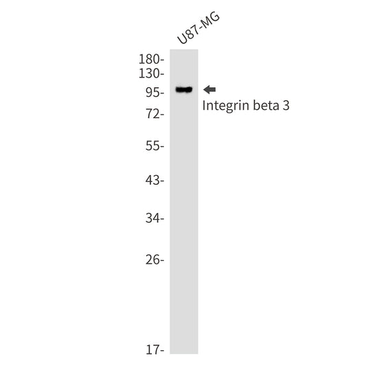 Integrin beta 3 Rabbit Monoclonal Antibody