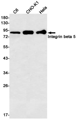 Integrin beta 5 Rabbit Monoclonal Antibody