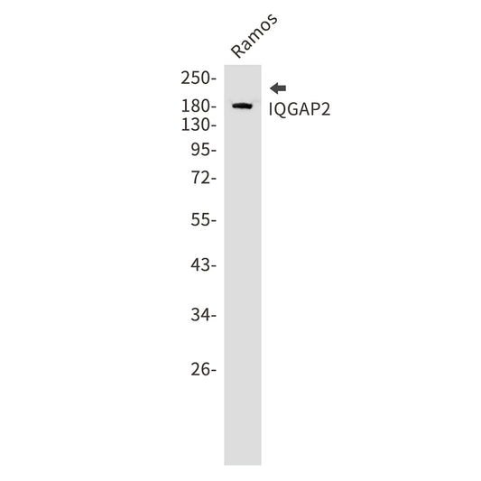 IQGAP2 Rabbit Monoclonal Antibody