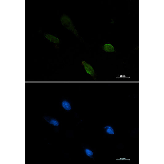 IRF1 Rabbit Monoclonal Antibody