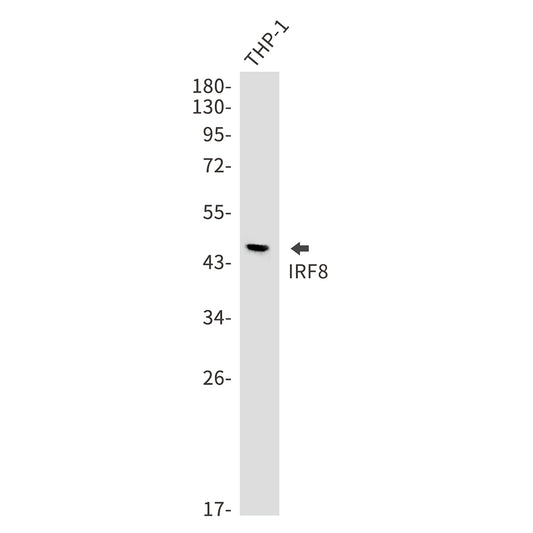 IRF8 Rabbit Monoclonal Antibody