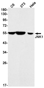 JNK1 Rabbit Monoclonal Antibody