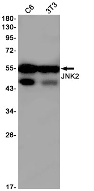 JNK2 Rabbit Monoclonal Antibody