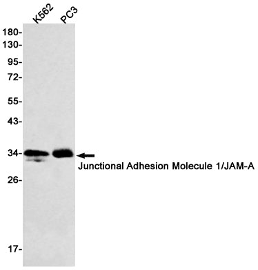 Junctional Adhesion Molecule 1 Rabbit Monoclonal Antibody