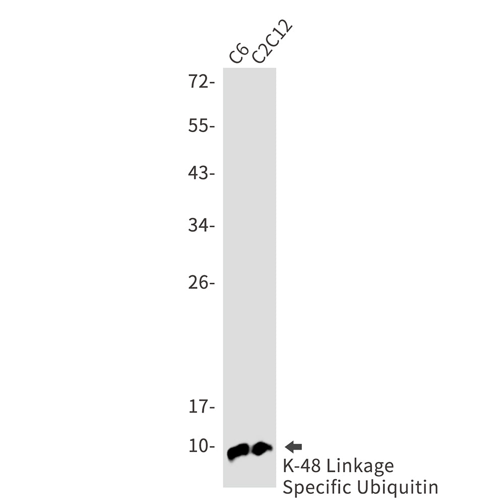 Ubiquitin K48 Rabbit Monoclonal Antibody