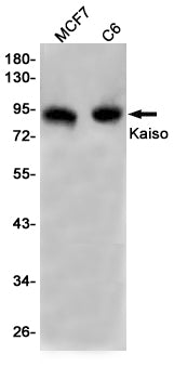 Kaiso Rabbit Monoclonal Antibody