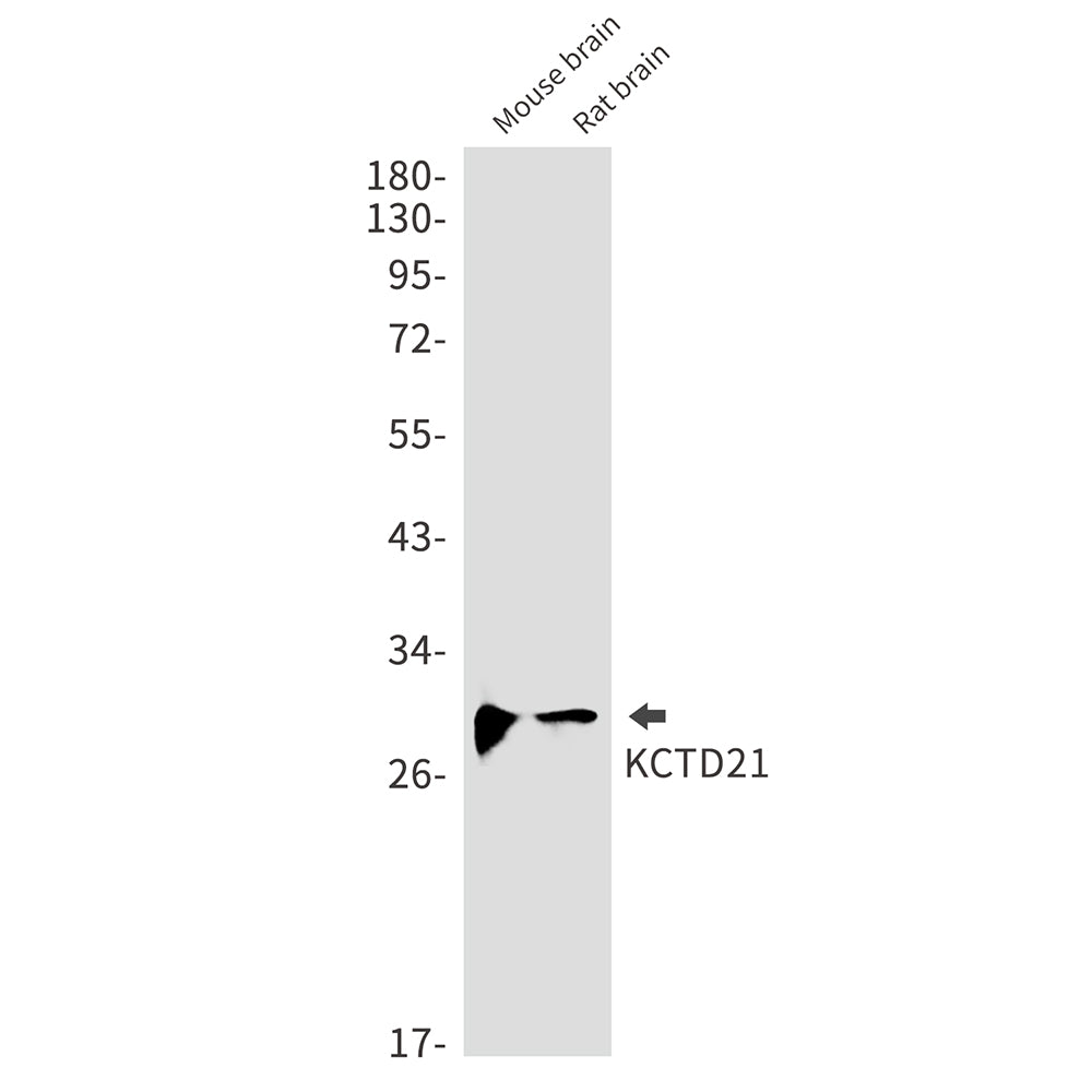 KCTD21 Rabbit Monoclonal Antibody