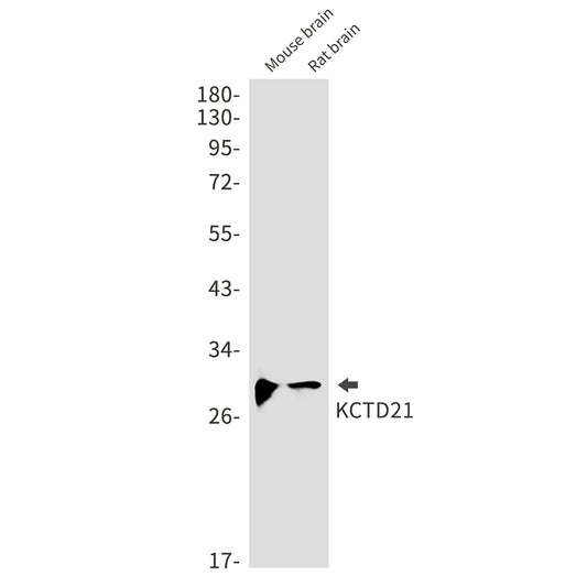 KCTD21 Rabbit Monoclonal Antibody