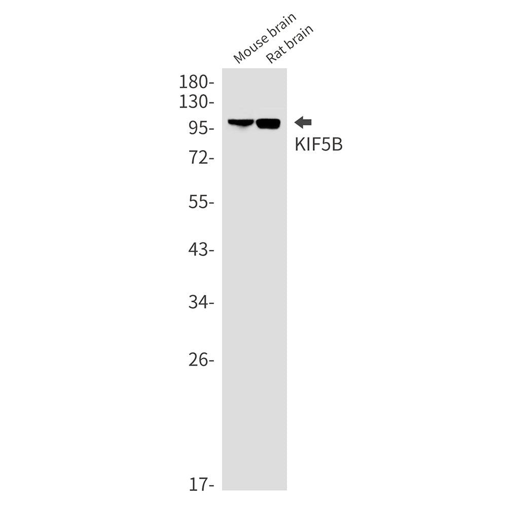 KIF5B Rabbit Monoclonal Antibody