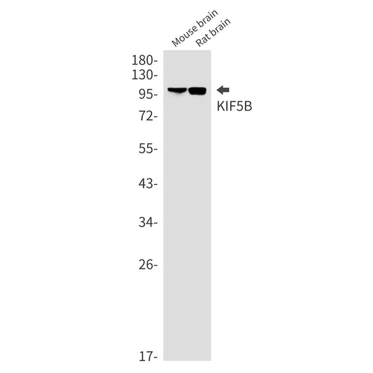 KIF5B Rabbit Monoclonal Antibody
