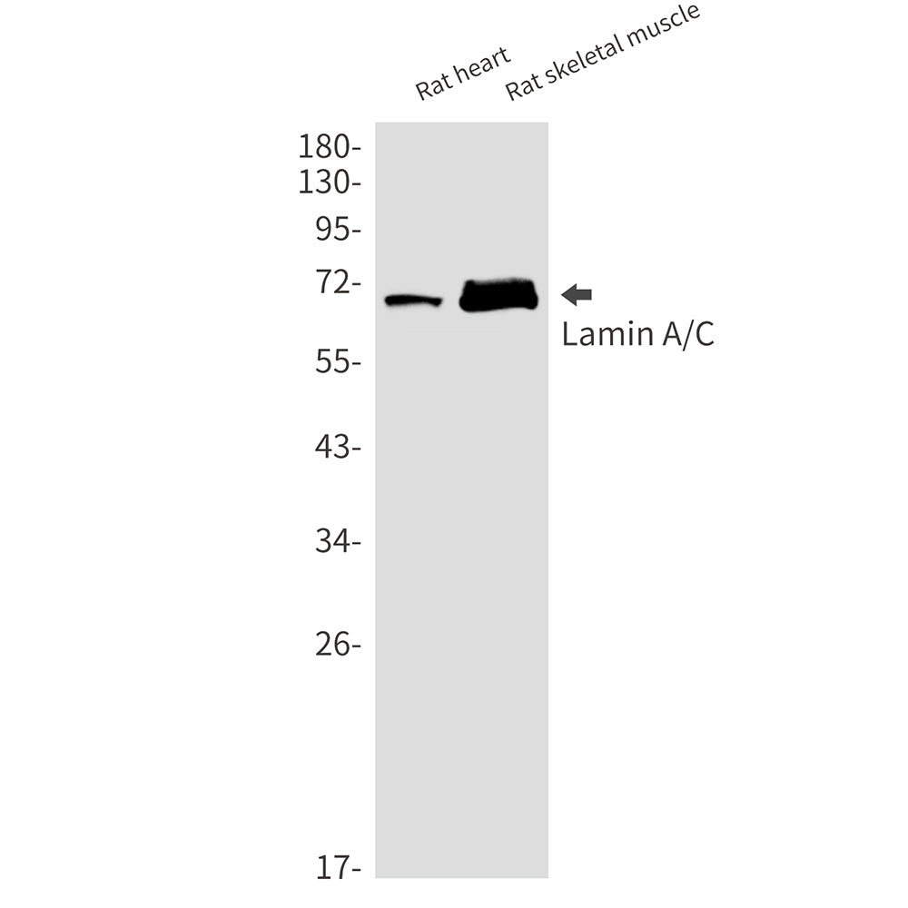 Lamin A/C Rabbit Monoclonal Antibody