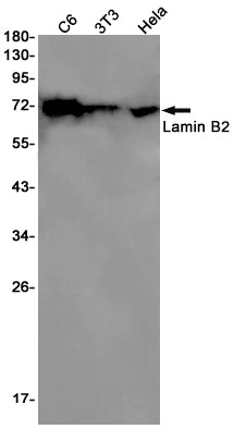 Lamin B2 Rabbit Monoclonal Antibody