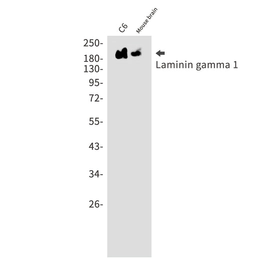 Laminin gamma 1 Rabbit Monoclonal Antibody