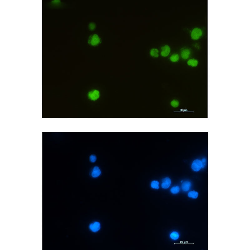 LEF1 Rabbit Monoclonal Antibody