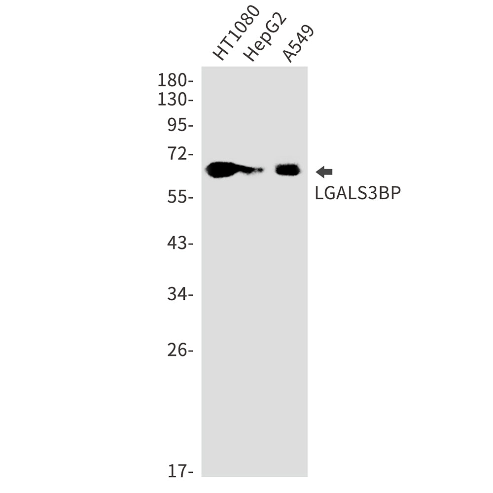LGALS3BP Rabbit Monoclonal Antibody