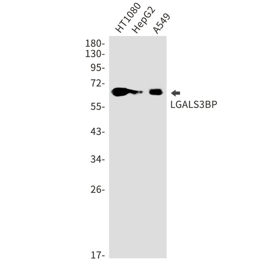 LGALS3BP Rabbit Monoclonal Antibody