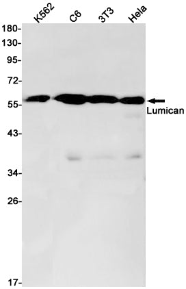 Lumican Rabbit Monoclonal Antibody