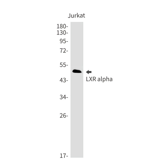 LXR alpha Rabbit Monoclonal Antibody