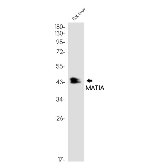 MAT1A Rabbit Monoclonal Antibody