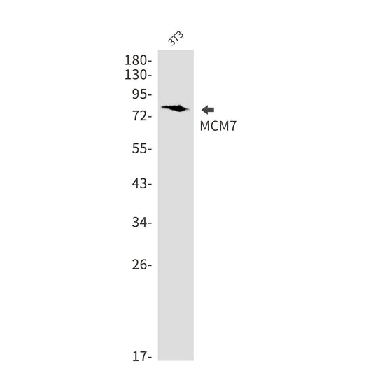 MCM7 Rabbit Monoclonal Antibody