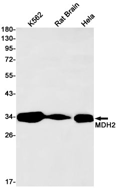 MDH2 Rabbit Monoclonal Antibody