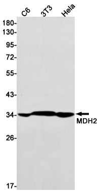 MDH2 Rabbit Monoclonal Antibody
