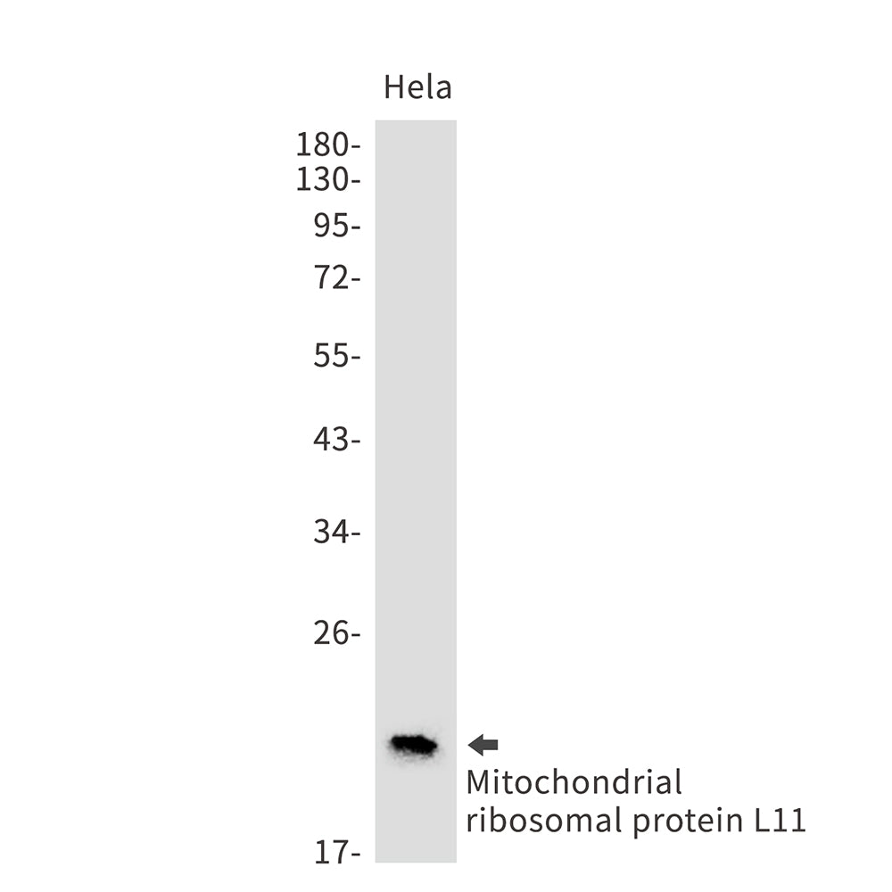 Mitochondrial Ribosomal Protein L11 Rabbit Monoclonal Antibody