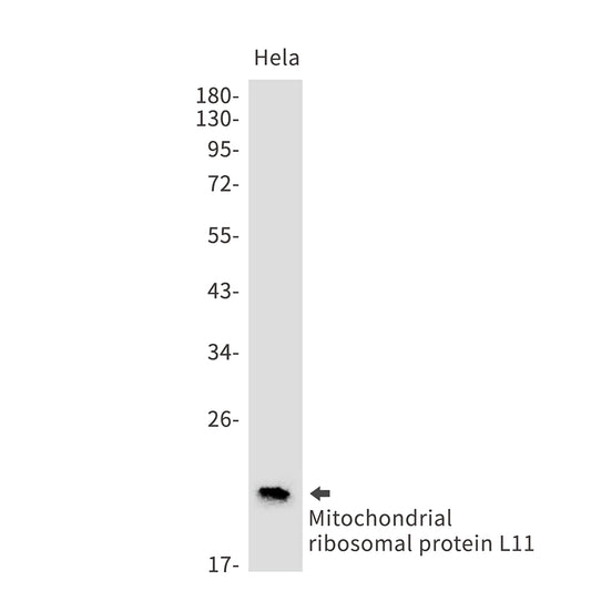 Mitochondrial Ribosomal Protein L11 Rabbit Monoclonal Antibody